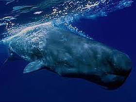 Evrimciler ispermeçet balinalarının fedakarlığını açıklayamaz