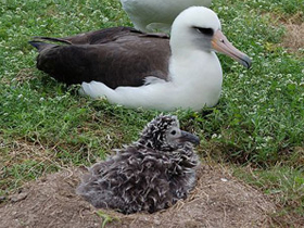 Laysan albatroslarının sıradışı iş birliği