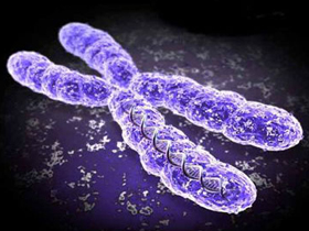 Kromozomlarda kodlu 'ruha dair özellikler' evrimle