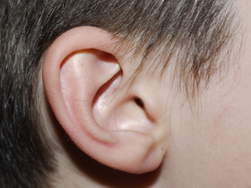 Kulaktaki altın oran duyma işlemini nasıl kolaylaştırır?