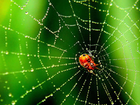 Doğada şekil hafızasına sahip bilinen tek madde: örümcek ipliği