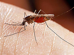 Sivrisineğin hassas antenleri