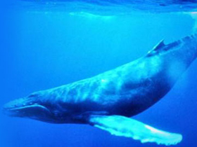 Gagalı balinalar vurgun yemekten nasıl korunurlar