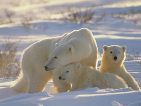 Kutup ayılarının buz üstünde yaşamalarını sağlayan mükemmel detaylar