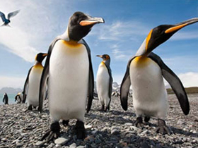 Adeile penguenleri