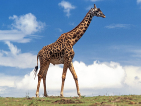 Zürafanın uzun boyuna uygun olarak yaratılmış özellikleri