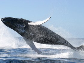 Balinalar uçak teknolojisine yön veriyor