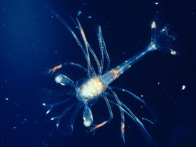Dünyadaki atmosferi koruyucu mikro canlılar: Fitoplanktonlar