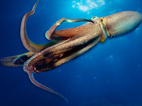 The maternal compassion and the example of the self-sacrifice in the octopus 