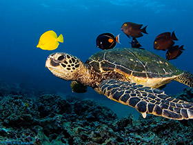 200 Milyon Yıldır Mükemmel Halleriyle Var Olan Deniz Kaplumbağaları