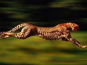 Allah'ın çeşitlilik sanatına örnekler: En hızlı hayvanlar