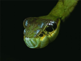 Hemeroplanes Triptolemus: A Snake-Mimicking Caterp