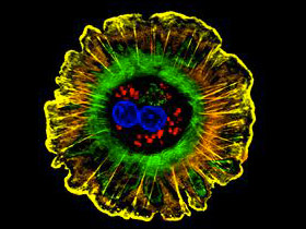 Talented Liver Cells