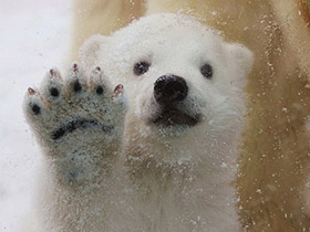 The Perfect Detail That Protects Ice-Dwelling Polar Bears