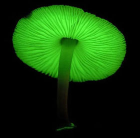 Light-emitting mushrooms