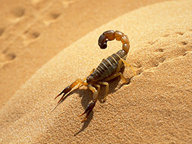 The scorpion's sensory abilities