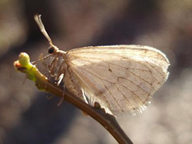 Winter moths' different body structures