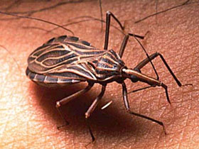 Basınca Dayanıklı Dokulara Sahip Canlılardan Örnekler