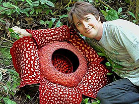  Dünyanın ən böyük çiçəyi Rafflesia Arnoldii adlı çiçəkdir. Tropik meşələrinin iqlim şəraitinə uyğun yaradılmış bu çiçəyin diametri 90 sm-ə çatır. Çiçəyin çəkisi isə 7-11 kq arasında dəyişir.  