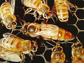 Bir pətəkdə on minlərlə işçi arı olmasına baxmayaraq, təkcə bir ana arı olur. Arılar üçün ana arı çox əhəmiyyətlidir, çünki yumurtlayarak koloniyanın davam etməsini təmin edir.