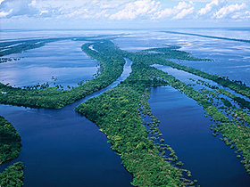 Cənubi Amerikanın ən uzun çayı olan Amazonda təkcə pirani balığının 30 növü yaşayır. Uzunluğu 6437 km olan çayda bir balığın 30 növünün yaşaması Uca Allah’ın növbənöv yaratma sənətinə nümunədir. 