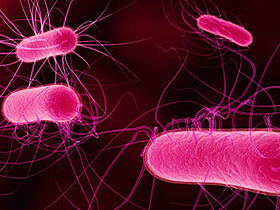 Bakteriyalar da insanlar kimi “cəmiyyət” formasında yaşayırlar. Hər bir bakteriya icmasının özünəməxsus dili və sosial həyatı olur.