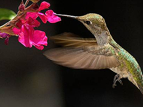 Kolibri digər quşlardan fərqli uçuş texnikasına ma