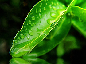 Bildiyimiz kimi, bitkilər aləminə, əsasən, yaşıl rəng hakimdir. Bu xüsusiyyət yarpaqlara yaşıl rəng verməklə yanaşı, fotosintez prosesinin baş verməsini də təmin edir.