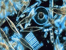 Ən böyüklərinin ölçüsü 1 mm olan diatomlar suda yaşayan və fotosintez qabiliyyətinə malik yosunlardır. 1 kub santimetr dəniz suyunda təxminən 10 min diatom olur. 