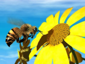 Arıların Koku Alma Sistemi Allah'ın Yaratma Sanatının Bir Örneğidir