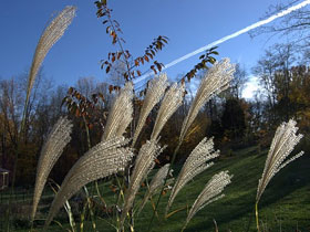 Bilimsel Adı "Pilobium Glaberrinum"Olan Bitkinin Tohumlarının, Rüzgar Estiğinde Havada Uçmalarını Sağlayan Püskülleri Vardır.