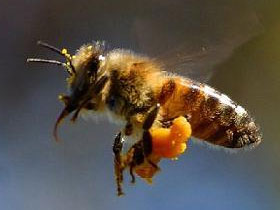 Arıların Arka Bacaklarının Dış Tarafı Çok Hafif Bi