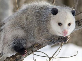 Opossum Kendisini Düşmanlarından Ölü Taklidi Yapar