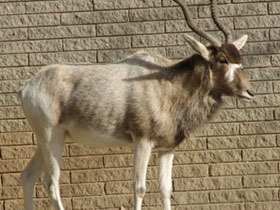 Boğa Antilopları İki Saniye İçinde Hareketsiz Durumdan, 62 Km/Saat Hıza Ulaşabilen Bir Koşu Yapabilir.