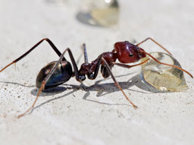 Karıncalar Ve Bazı Böcekler Antibiyotik Nitelikli Bir Madde Salgılar Ve Bununla Yuvalarında Bakteri Ve Mantar Oluşumunu Engeller.