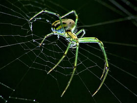 Tropikal Bölgelerde Yaşayan Bazı Örümcekler Ağlarını, Kendilerini Görünmez Kılacak Kadar Hızlı Titreştirebilirler.
