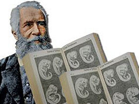 Ernst Haeckel’in sahte çizimleri (Rekapitülasyon teorisi)