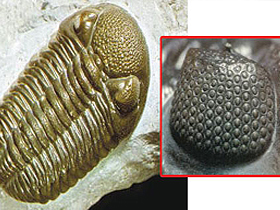 Trilobit gözü hakkında büyük Darwinist aldatmaca