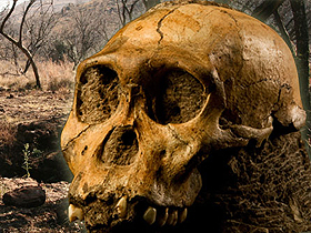 Darwinizme delil gösterilmeye çalışılan tüm kafatası fosilleri sahtedir