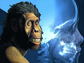 ''Australopithecuslar insanın atasıdır'' iddiası bir sahtekarlıktır