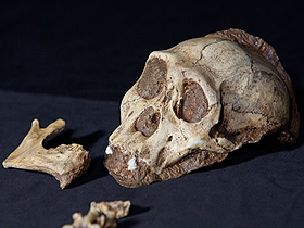 Darwınistlerin utanç duydukları ikinci bir Ardi vakası: Australopithecus Sediba