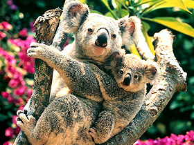 Yavru Koalalar