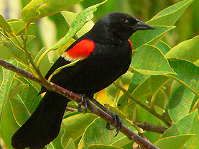 Kırmızı Kanatlı Kara Kuşlar