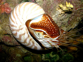 Nautiluslar