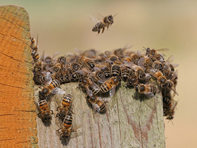 Kovanlarını Koruyan Arılar