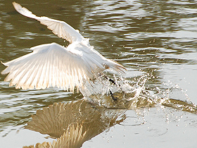 Suyun İçine Girerek Avlanan Kuşlar