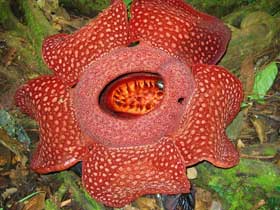 Dünyanın En Büyük Çiçeği Rafflesia