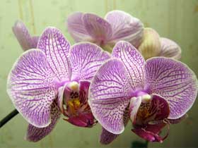Klorofilsiz Orkideler