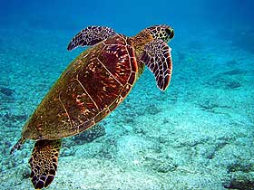 Yılan Boyunlu Kaplumbağalar