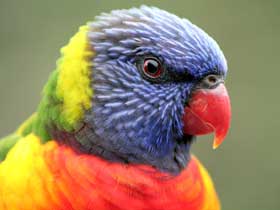 Macaw Papağanlarının Zehiri Etkisiz Hale Getirme Y
